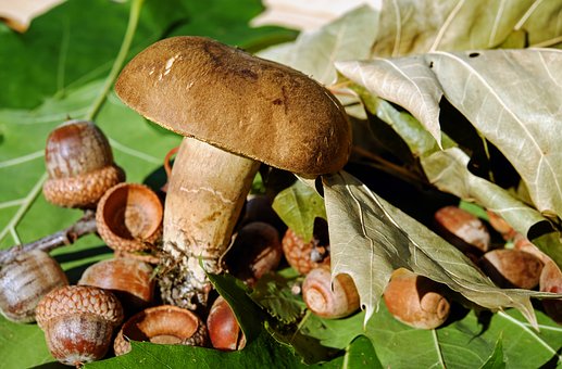 best mushroom supplements