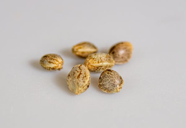 Top cannabis seed banks
