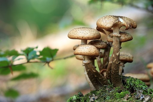 fruiting body mushroom supplements